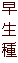 早生種